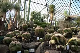 Mexikanische Kakteen in einem Gewächshaus
