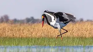 Auf Nahrungssuche im Okavangodelta.