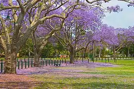 Blühende Jacaranda mimosifolia (Australien)