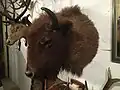 Wisentkopf  (Präparat)