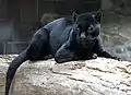 Schwarzer Jaguar