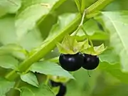 Jaltomaten (versch. Jaltomata-Arten in  versch. Farben; Gelb bis Rot oder Schwarz)
