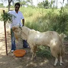 Jamnapari (=Jamunapari, Etawah)