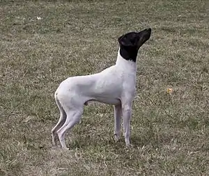 Japanischer Terrier