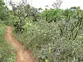 Verlauf „Trilha Ecológica“
