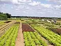 Garten von Imbermais