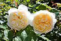 ‘Jayne Austin’, David Austin, 1993
