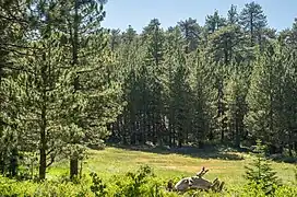 Jeffrey-Kiefern im Gipfelbereich