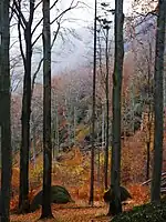 Alte Buchenwälder und Buchenurwälder der Karpaten und anderer Regionen Europas