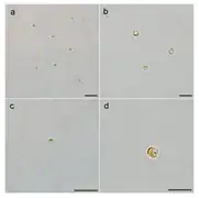 LM-Aufnahmen von A. anophagefferens Stamm CCMP1984: RSC und vegetative Zellen (VCs);Balken 10 µm.