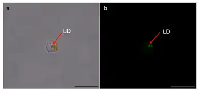 Lipid-angereicherte Tröpfchen (LD) in den RSCs von A. anophagefferens Stamm CCMP1984 (Pfeile); Balken 10 µm.