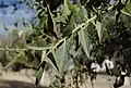 Iodina rhombifolia