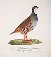 Rothhuhn-Männchen, (Tetrao rufus = Alectoris rufa)