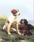 Spaniel
