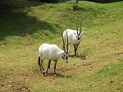 Arabische Oryx (Oryx leucoryx)