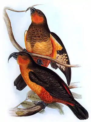 Dünnschnabelnestor (Nestor productus)