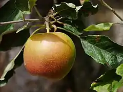 Einzelfrucht am Baum