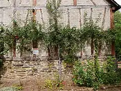 Ganzer Spalierbaum
