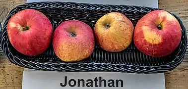 Ansicht der Frucht
