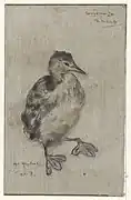 Küken