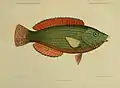 Journal des Museum Godeffroy, Band 4, Heft XV Fische der Südsee Heft VII Tafel 138