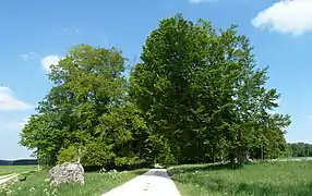 Judenbusch am 16. Mai 2020 (rechts der inzwischen umgestürzte  „Judenbusch“)