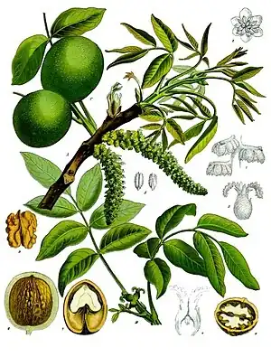 Echte Walnuss,Baum des Jahres