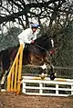 Shire Horse beim Springreiten