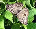 Junonia atlites (2006)