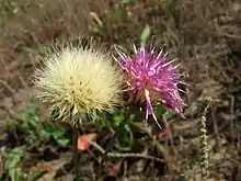 Blüten- und Fruchtstand