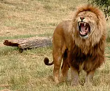 Löwe, Männchen