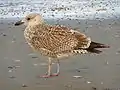 Silbermöwe im Übergang zum ersten Winterkleid