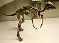 Arstanosaurus sp.