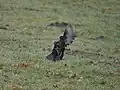 Zwei kämpfende Amseln