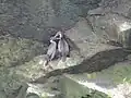 Ein Paar Küstenkormorane an der Steilküste der Isla Choros