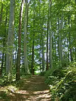 Waldweg bei der Grotte