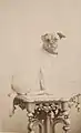 Der Corpshund Herr von Nickel, um 1890