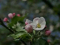 Knospen und Blüte