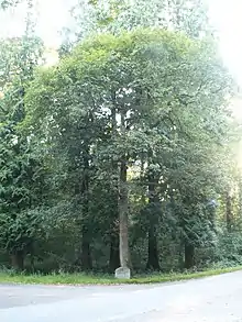 Die Kaisereiche