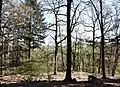 Baumgruppe des ehemaligen Kaisergartens in Wolf