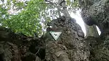 Naturdenkmalplakette am Stamm