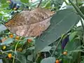 Flügelunterseite, die an ein welkes Blatt erinnert
