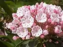 Mountain laurel
