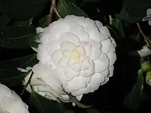 'Alba Plena'