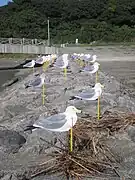 Installation Kamome no chūshajō