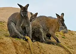 Rotnackenwallabys