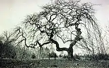 Kanzelbuche im Jahre 1910