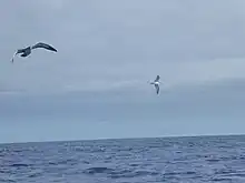 Drei Kapverdensturmvögel vor Madeira. Wahrscheinlich gehören sie zu der auf Bugio brütenden Unterart.