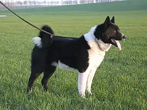 Karelischer Bärenhund