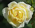 ‘Karl-Ploberger-Rose’, Kordes, 2008